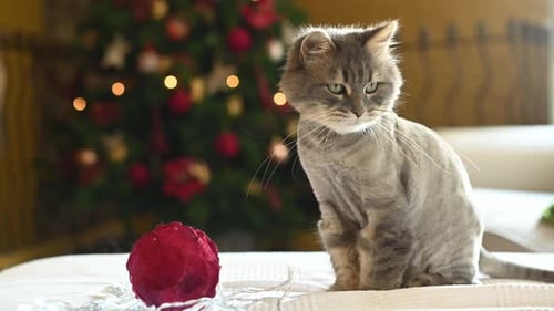 Gray Cat with Christmas Ornament and Holiday Lights