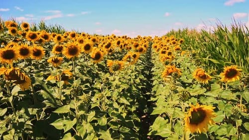 Sunflower field in a beautiful day. Agriculture. Aerial view of sunflowers. Taking sunflower bloom
