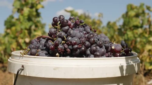 Lila Vitis vinifera geerntete Früchte Nahaufnahme 4K 2160p 30fps UltraHD-Aufnahmen - Saftige gewöhnliche Traube