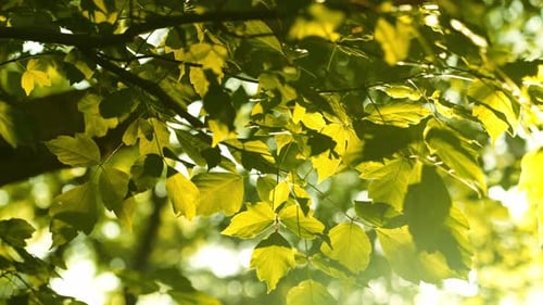 Nahaufnahme von sonnenbeschienenem grünem Laub von Bäumen im Wald an einem sonnigen Sommertag