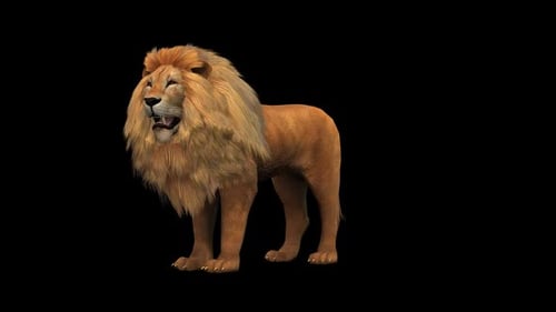 Lion Idle 1