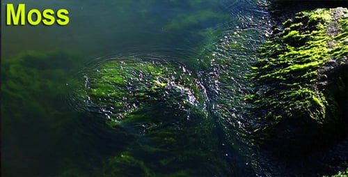 Moss