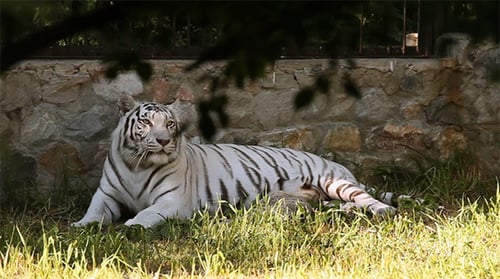 White Tigress