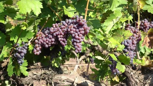 Grape Cultivation