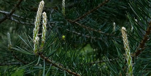 Baum und Spinne