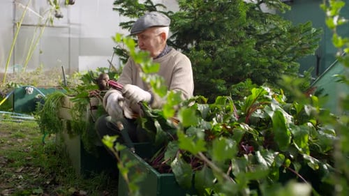 Mature Caucasian Man Harvesting Ripe Beetroot at Allotment
