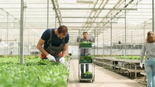 Landarbeiter in einem Gewächshaus im Anbau von grünem Bio-Salat
