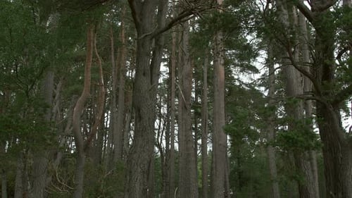 Lush Green Forest Landscape with Towering Trees