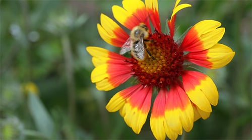 Bee Collecting Pollen from Colorful Flower Close Up