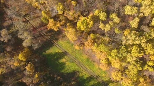 Aerial View Beautiful Autumn Forest with Yellow and Red Trees. Autumn in Forest, Aerial Top View