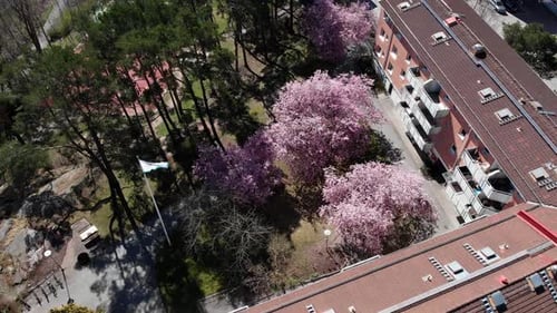 Blooming sakura cherry tree during spring in apartment garden, descending aerial