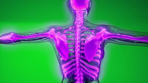 Glowing 3D Human Skeleton and Nervous System Anatomy Loop