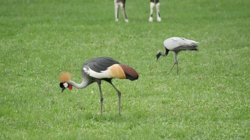 Slow motion Of Wedding Bride Happy Fun walking and running in the park