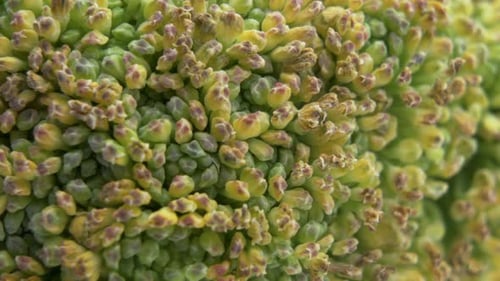 Details Of A Broccoli Floret, Macro Shot