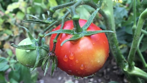 Tomaten auf der Pflanze