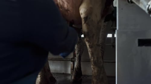 Fermier, vache laitière, ranch technologique, gros plan