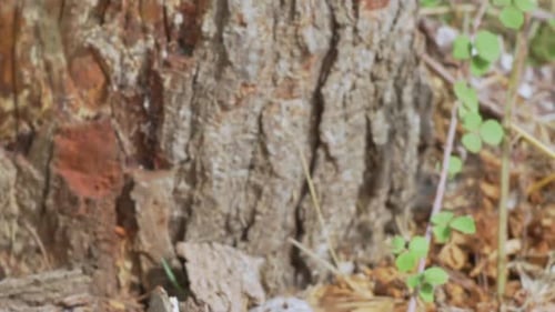 Tilt revealing close up footage of worn tree log, isolated close up from ground to the top 120fps