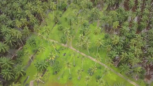 Top down view coconut farms and oil palm estate