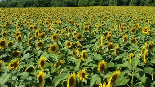 Sonnenblumenfelder von oben