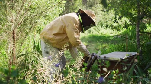 Caucasian male beekeeper in protective clothing using smoker to calm bees in a beehive
