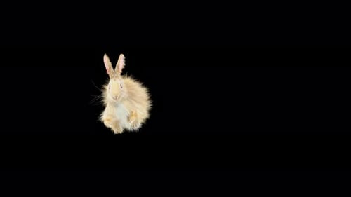 Cute Bunny Rabbit Hops and Jumps on Black Background