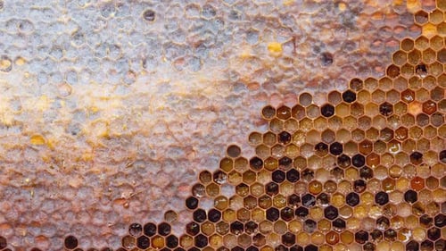 Melliferous Holzrahmen mit Bienenbrot und versiegeltem Honig als natürlichem Hintergrund
