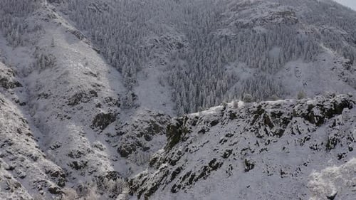 Snowy Mountainside Trees in Beautiful Winter Landscape