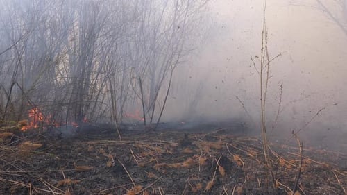 Feuer im Wald. Flamme aus brennendem trockenem Gras, Bäumen und Schilf. Zeitlupe