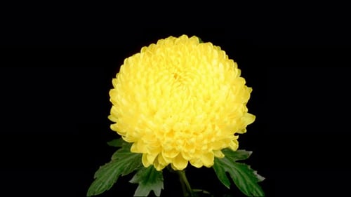 Bright Yellow Flower Blooming on Black Background