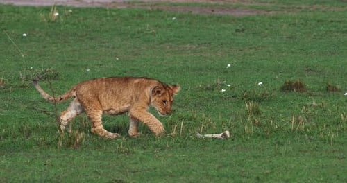 Afrikanischer Löwe, Panthera-Löwe, Cub Walking, Masai Mara Park in Kenia, Echtzeit 4K