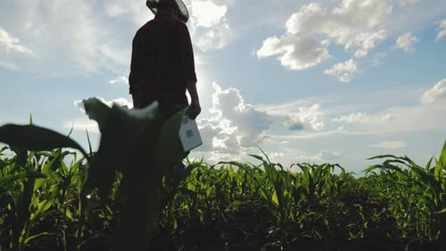 Farmer Walks Through Cornfield at Sunrise