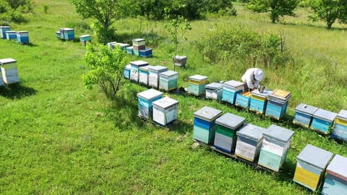 Apiary in summer
