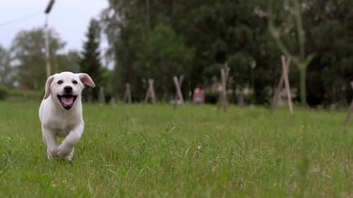 White Labrador Puppy Running in the Park