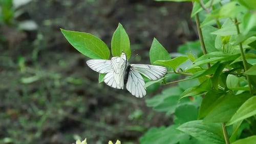 Two White Butterflies Resting on Green Leaves