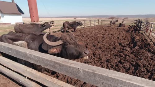 Water Buffalo Relaxing in Muddy Rural Enclosure