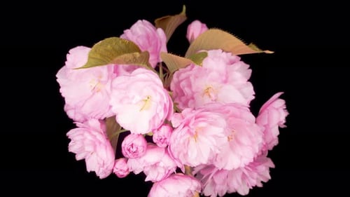 Blooming Pink Flowers Time Lapse on Black Background