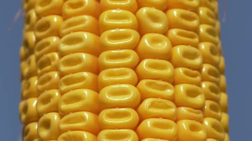 Closeup view on ready yellow corn. Above view