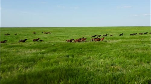 Chevaux sauvages qui courent des Mustangs sauvages sur la belle herbe verte