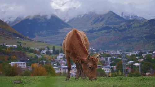 Cow Grazing in Rural Mountain Landscape