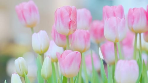 Tulip Flower with Green Leaf Background