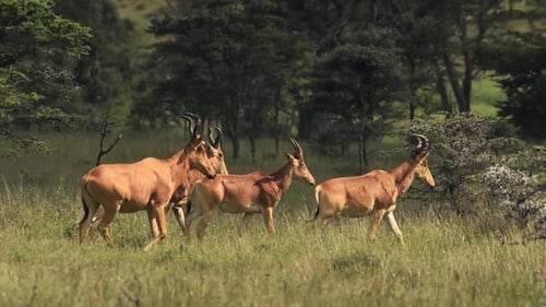A Herd Of Hartebeest Walking Solemnly In The Grassland In El Karama Lodge In Kenya -wide shot