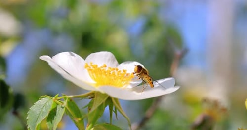 Striking Insect Feeding on White Flower Pollen