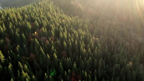 Majestätische Luftaufnahme von grünen Wäldern mit Nadelbäumen, die vom Morgensonnenlicht beleuchtet werden. Wunderschöner Morgen