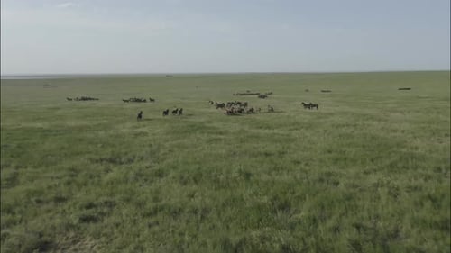 Chevaux sauvages qui courent des Mustangs sauvages sur la belle herbe verte