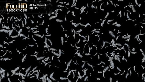 Soft Falling White Feathers Animation Loop