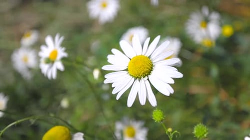 Zeitlupenvideo von weißen Blumen, die vom sanften Wind geweht werden
