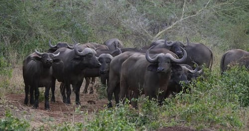 African Buffalo, syncerus caffer, Herd standing in Savannah, Tsavo Park in Kenya, Real Time 4K