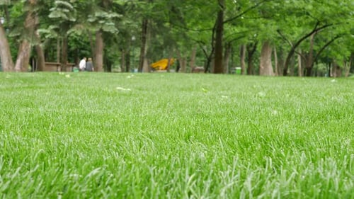 Background Pattern of Beautiful Green Grass