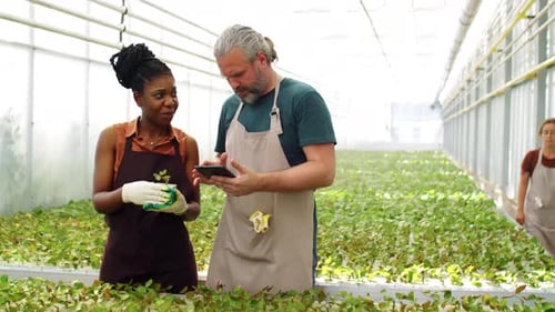 Workers Inspecting Plants in Greenhouse with Tablet