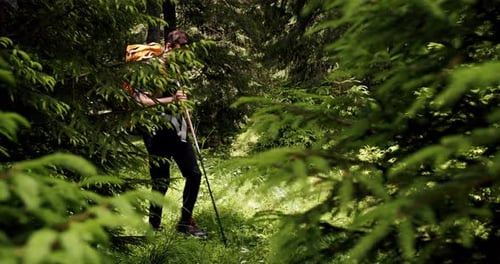 A Man Walking in the Forest